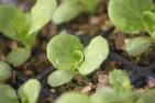 lettuce seedling